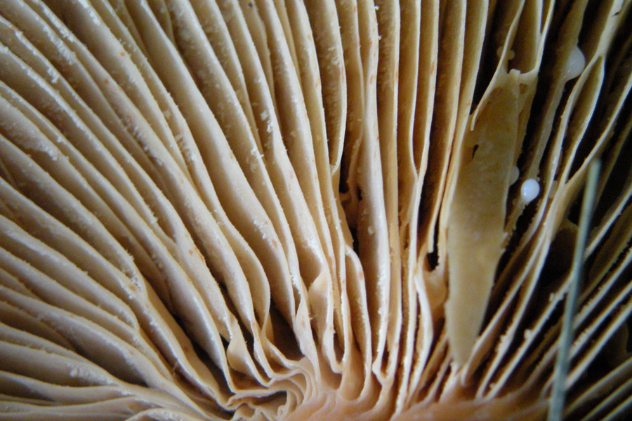 Due funghi dalla collina reggiana